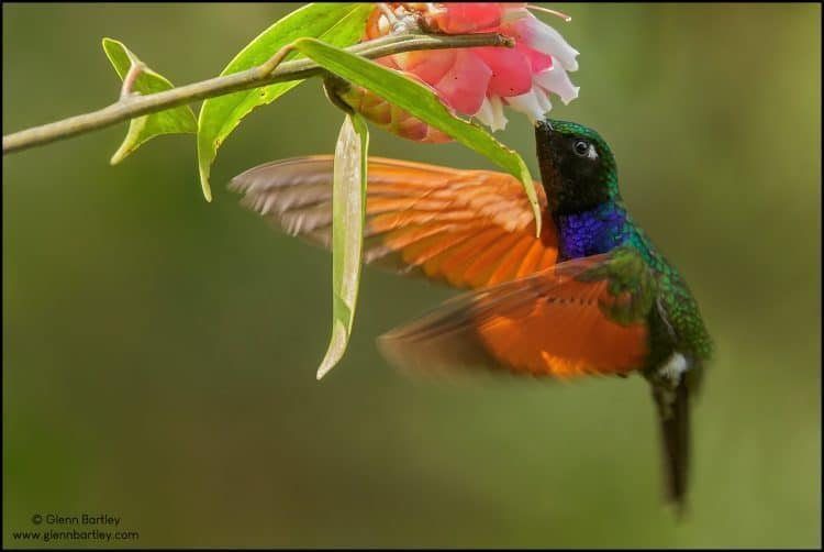 Garnet-throated Hummingbird (Lamprolaima rhami)