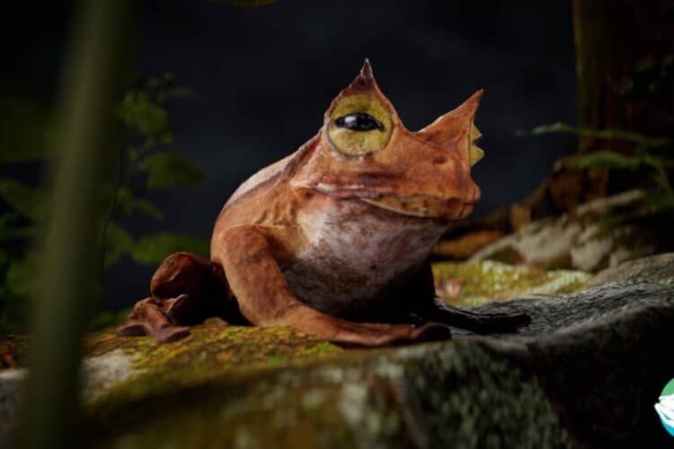 A species of frog scanned in the Ecuador by Scott Trageser. Image courtesy of Scott Trageser.