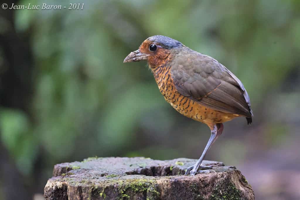 Giant Antpitta Grallaria gigantea