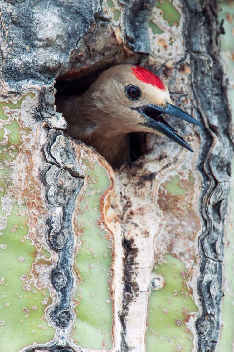 Gila Woodpecker – Male