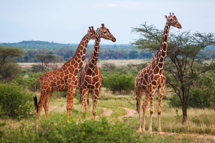 The Return of Giraffes to Angola