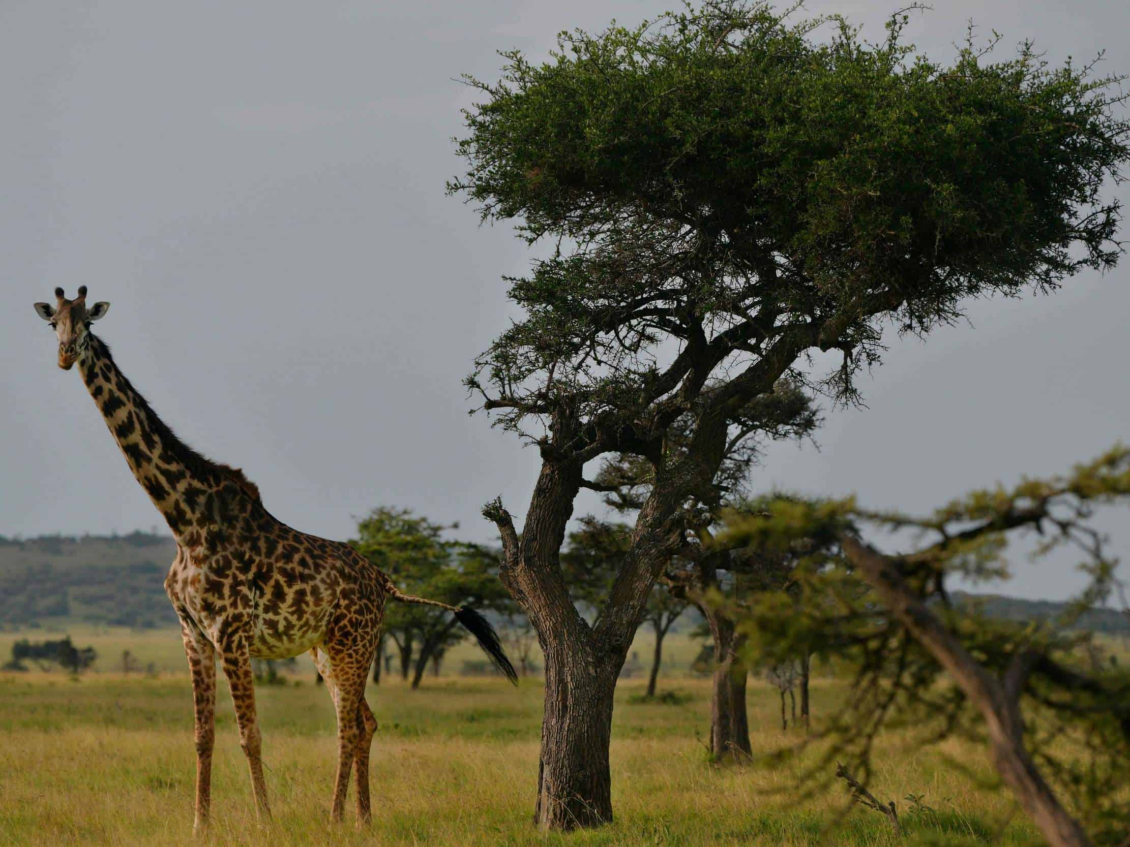 Giraffes are vulnerable to extinction. So why won’t America decide on protecting them until 2025?