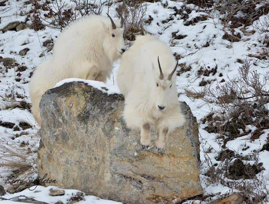 Mountain Goats Playing on the Rocks