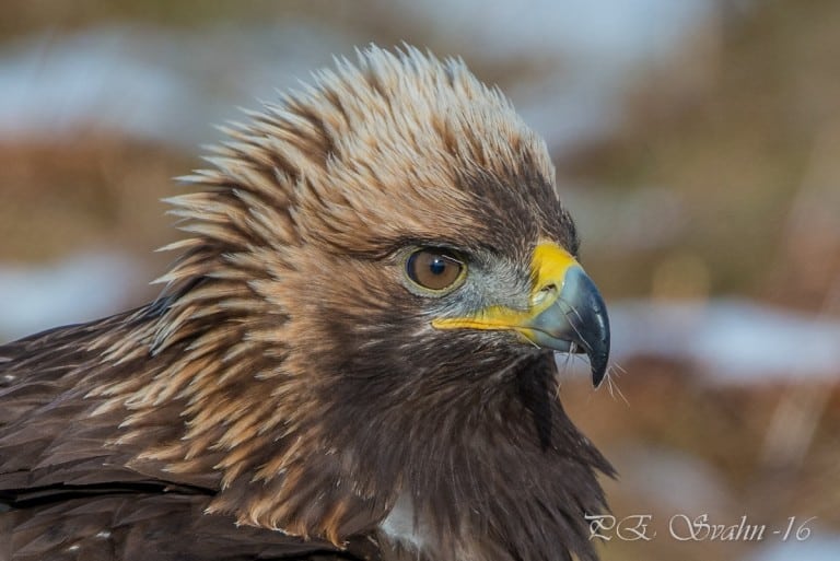 Golden Eagle, Aquila chrysaetos