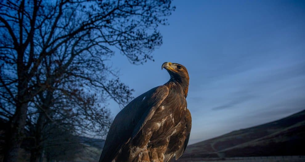 Golden eagle deliberately poisoned near Balmoral estate, say police