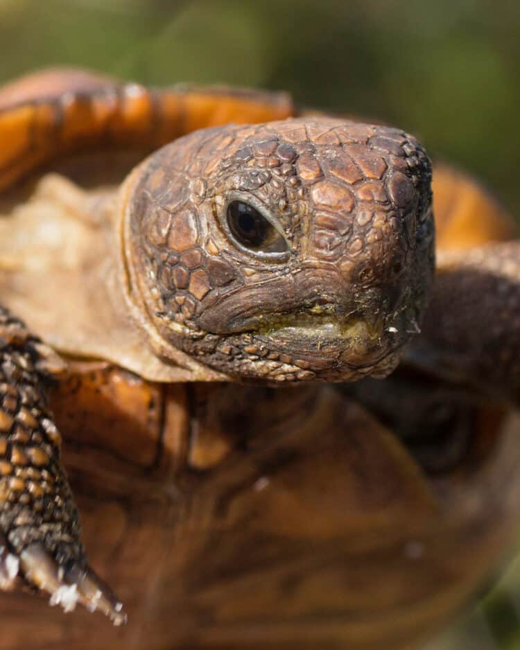 PHOTO: ADOBE STOCK / HAMILTON THE GOPHER TORTOISE IS A SPECIES NATIVE TO THE SOUTHEASTERN UNITED STATES.