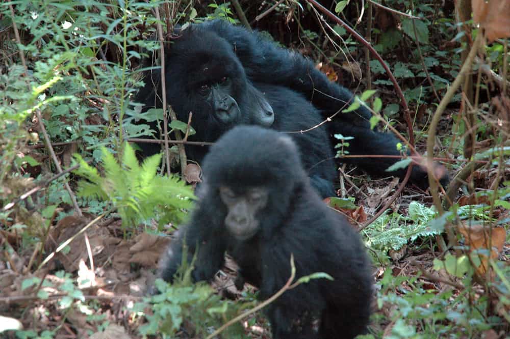 Gorilla baby boom sparks hope in DRC, but threats to great apes persist