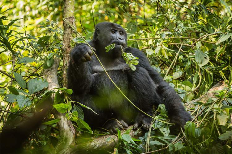 A gorilla in North Kivu, Democratic Republic of the Congo. Forests are recognized havens of biodiversity and also draw down about a third of human emissions from the atmosphere each year. But a 2020 report found a $700 billion “finance gap” in annual spending needed to achieve the goal of stopping the current biodiversity and nature loss — sometimes called the “sixth great extinction” — by 2030. Image by Joseph King via Flickr (CC BY-NC-ND 2.0).