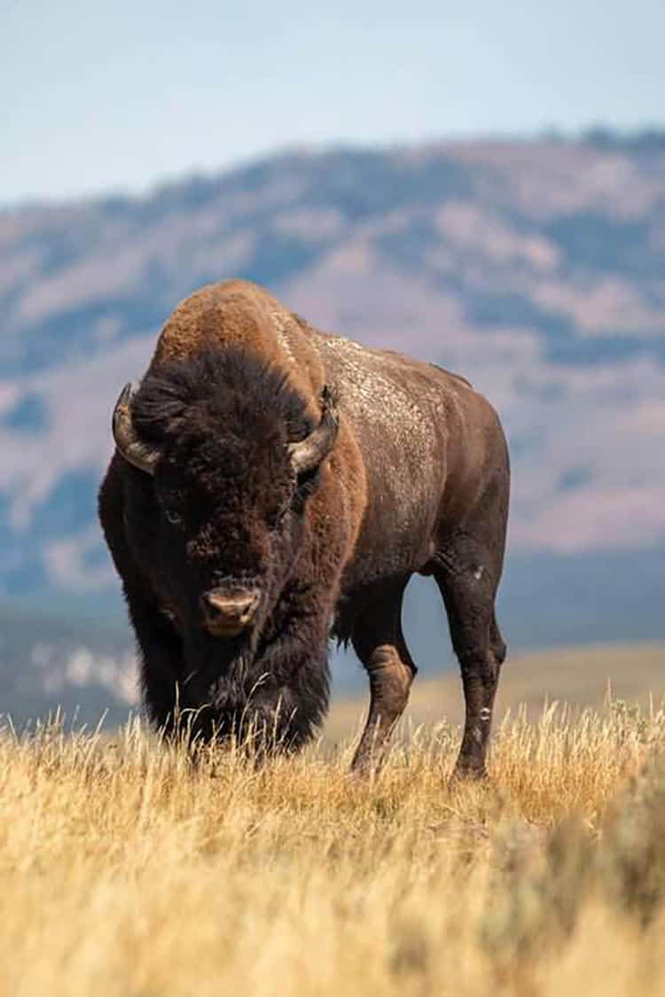 900 Bison at Yellowstone to be Relocated or Shot