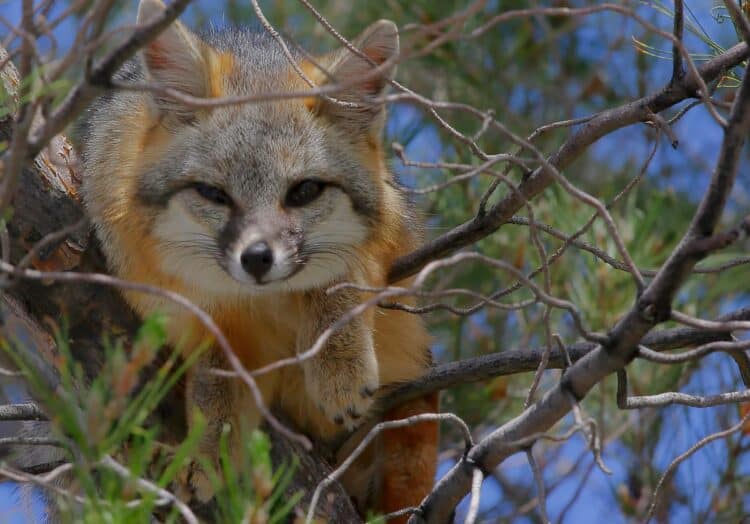 Although gray foxes are in the dog family, they are more like cats in how they climb trees. wildmanaz / iStock / Getty Images Plus