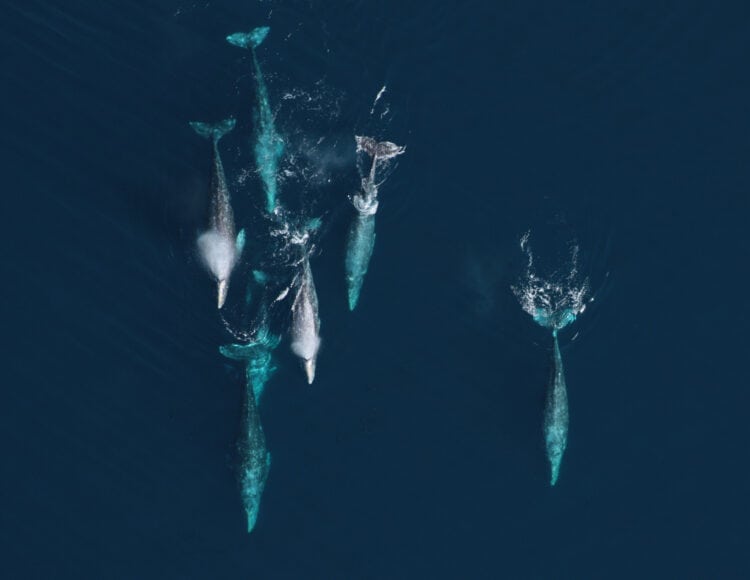 Gray whales migrating south between their summer feeding grounds in the Arctic and wintering lagoons in Mexico. Permit number 14097. Credit: NOAA Fisheries/SWFSC/MMTD.