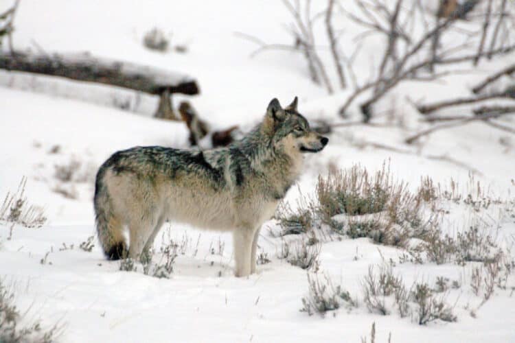 Yellowstone’s wolves defied extinction, but face new threats beyond park’s borders