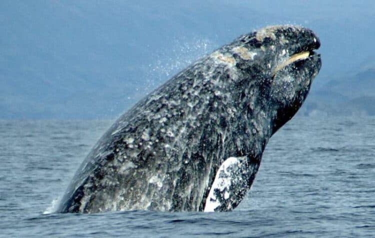 Gray whale breaching. Credit: Merrill Gosho, NOAA, Public Domain