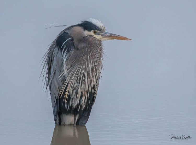 Great Blue Heron in the Mist