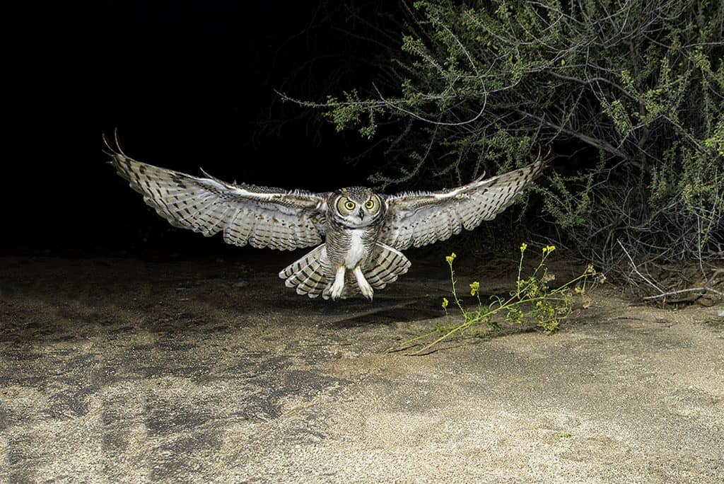 Great Horned Owl – Coming in Fast!