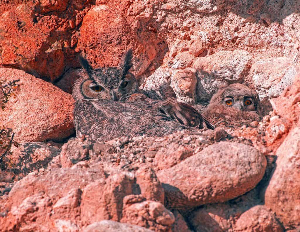 Great Horned Owl/chic