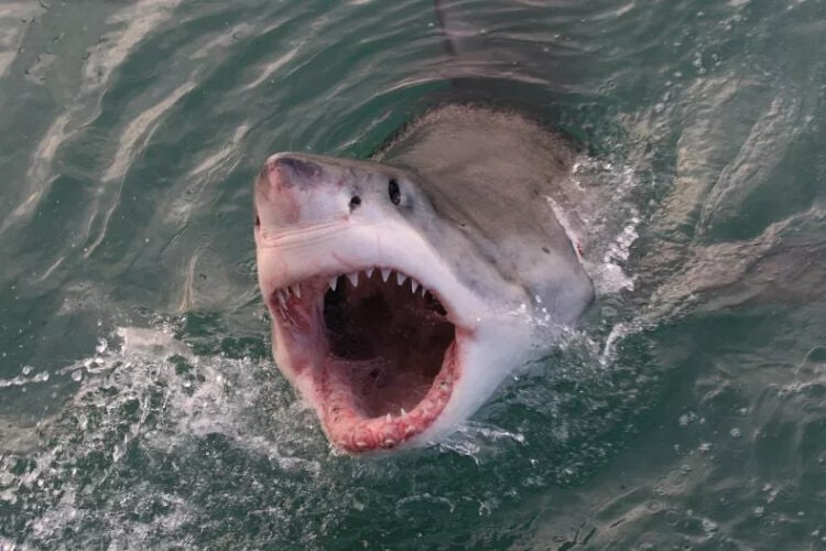 A stock photo of a great white shark. Two surfers were nearly attacked by a 10-foot great white off the coast of Cape Cod. ALESSANDRO DE MADDALENA/GETTY