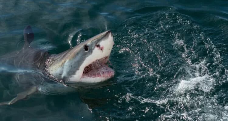 A great white shark breaks the surface of the waves. Authorities are searching for the body of a surfer who was attacked possibly by such a specimen off the Australian coast. ISTOCK / GETTY IMAGES PLUS