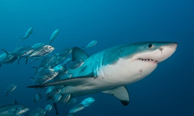 Great white shark attacks on humans may be case of mistaken identity, study suggests