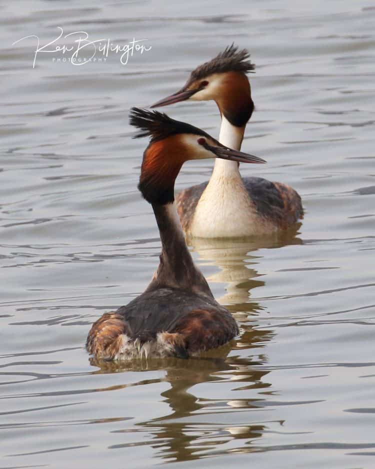 Mating Rituals – Great Crested Grebes