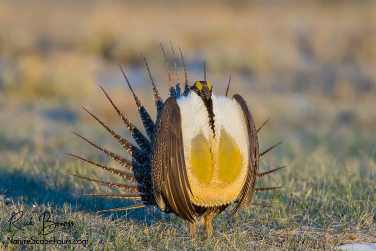 Greater Sage-grouse Displaying