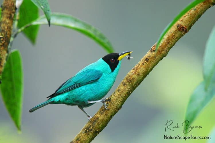 Green Honeycreeper with Wasp