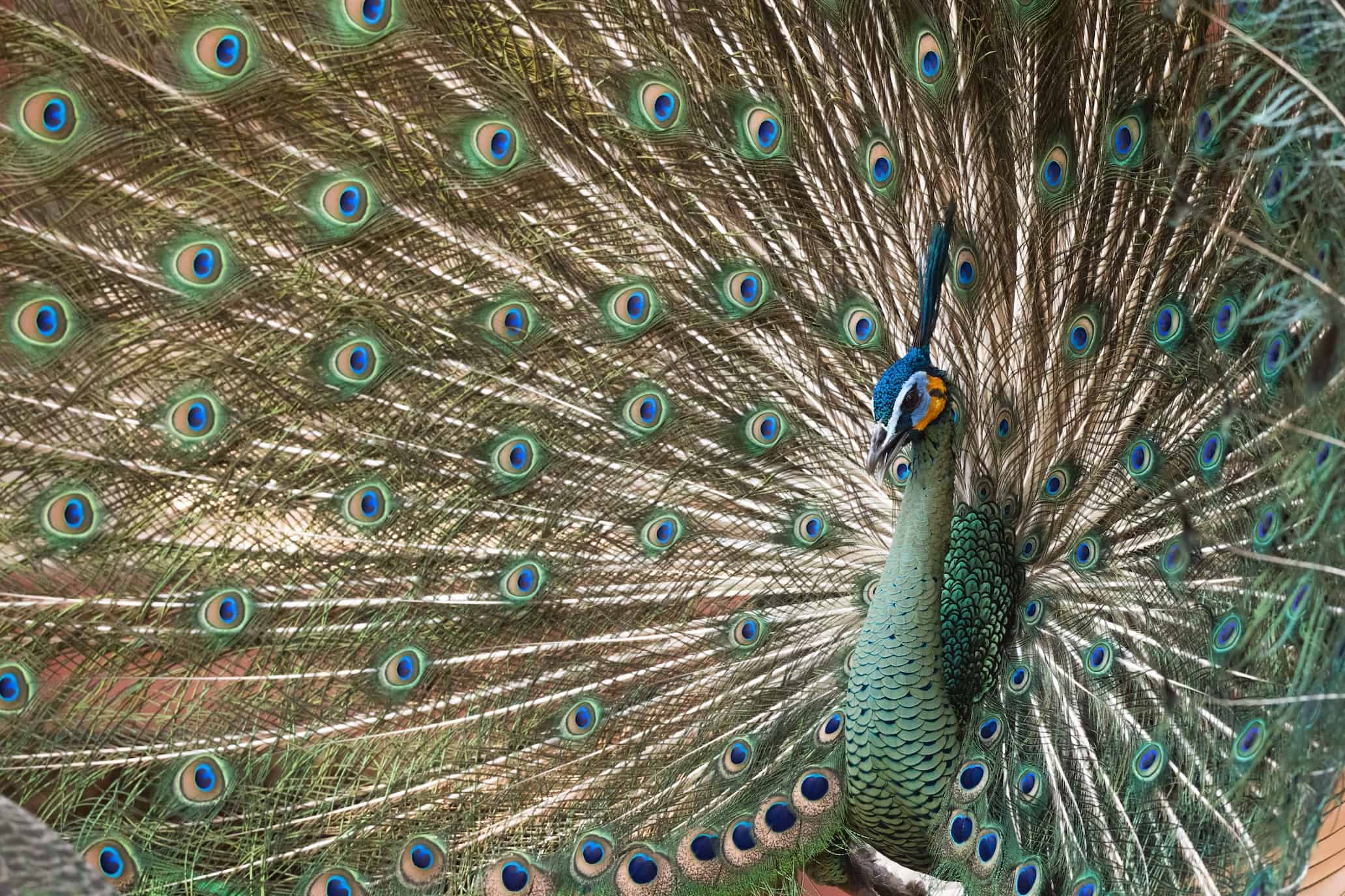 Green peafowl flourish in Thailand’s northern forests, but conflict looms