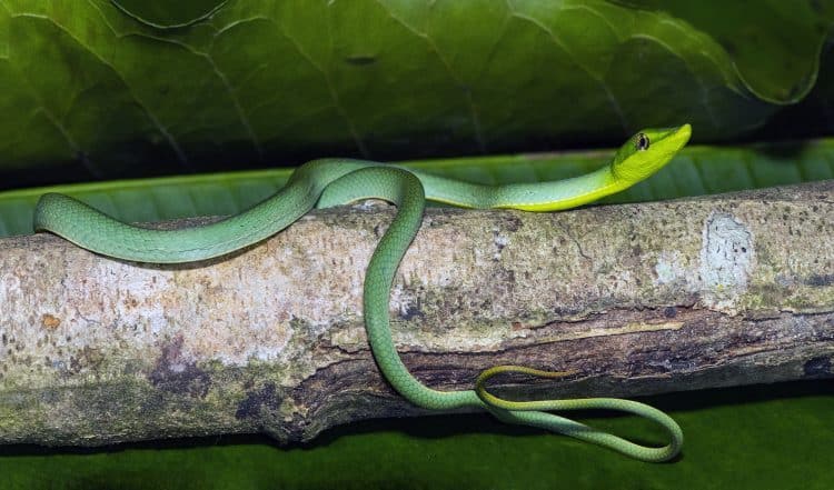 Green Vine Snake – Oxybelis Fulgidus