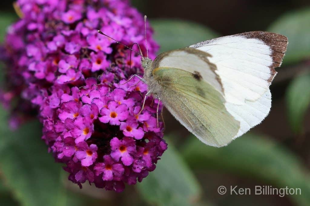 Large White Butterfly Pieris brassicae
