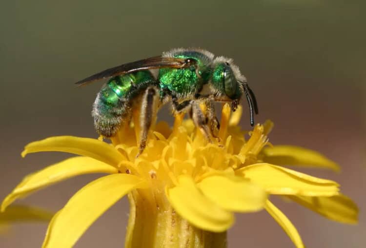 Green metallic sweat bee. Credit: NPS