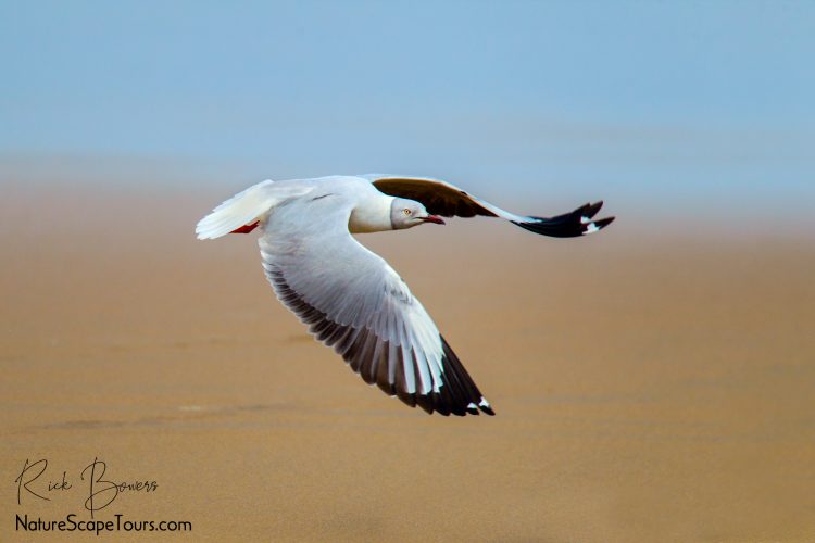 Grey-headed Gull Takeoff