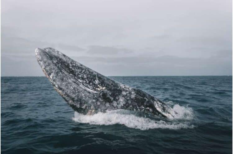 Gray whale's disappearance from Atlantic Ocean holds clues to possible return