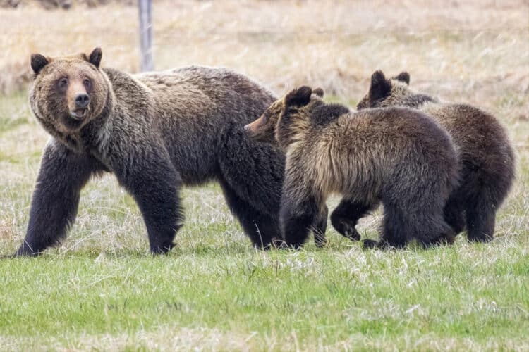Grizzly bears are protected under the federal Endangered Species Act in the Lower 48.