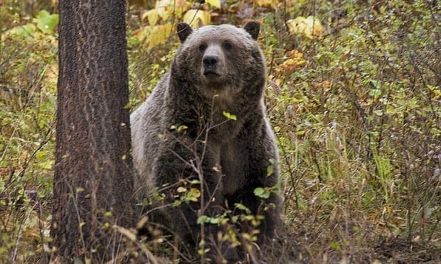 Grizzly bear attack kills person at campsite in western Montana