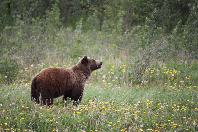 U.S. Fish & Wildlife Service Looking into Removing Grizzlies from Endangered Species List in 2 States