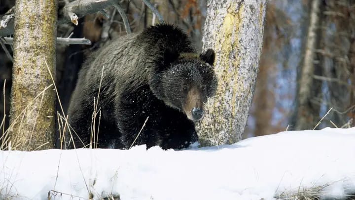 300-Pound Grizzly Is First To Emerge From Hibernation In Yellowstone National Park