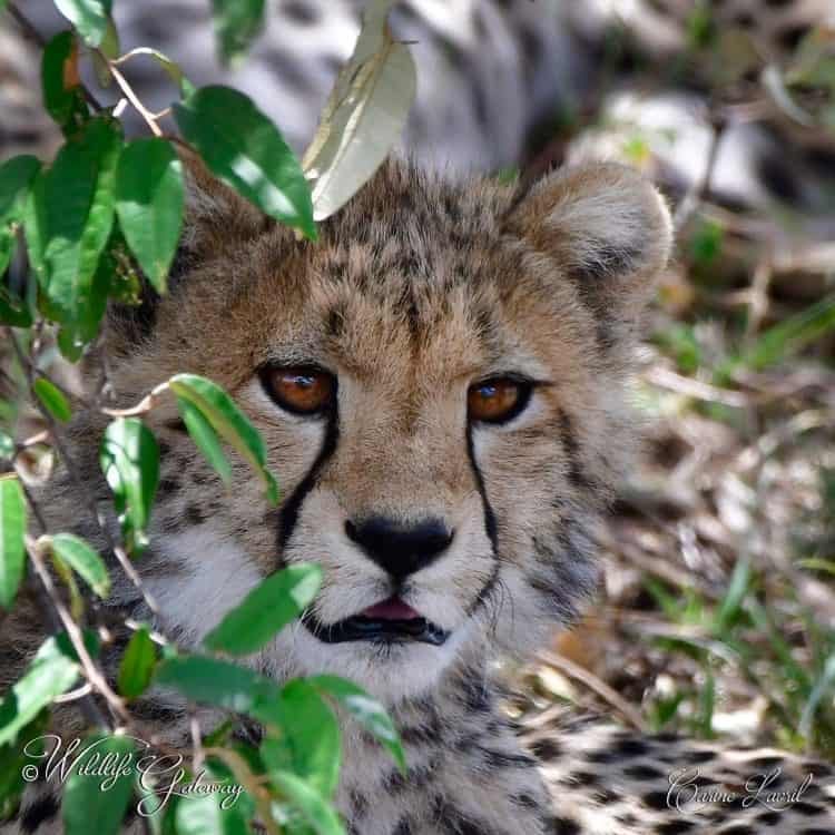 Cheetah of the Savannah