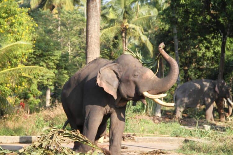 Beware! The Dark Truth Behind Guruvayur Elephant Sanctuary in India