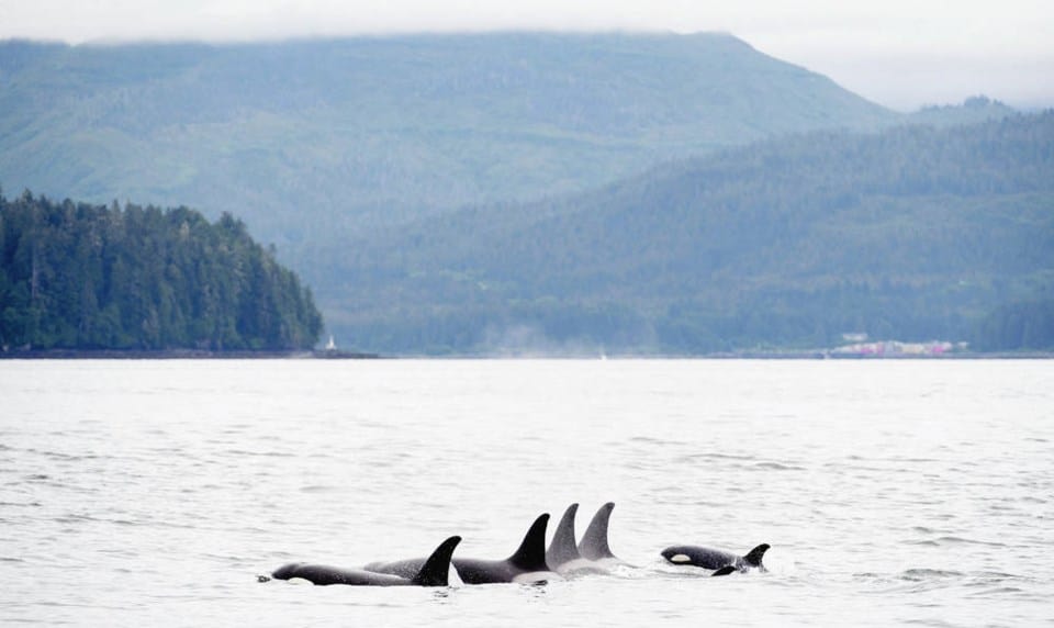 Harassers of resident orcas could face $1M fine, jail time
