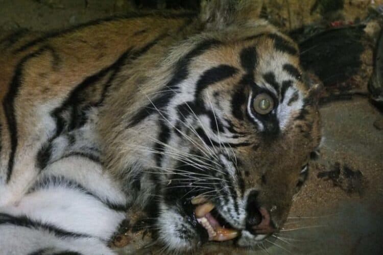 Indonesian official charged, but not jailed, for trading in Sumatran tiger parts