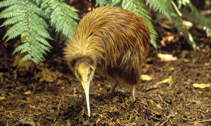 Hear be kiwis: New Zealand celebrates as distinctive cry of iconic bird returns