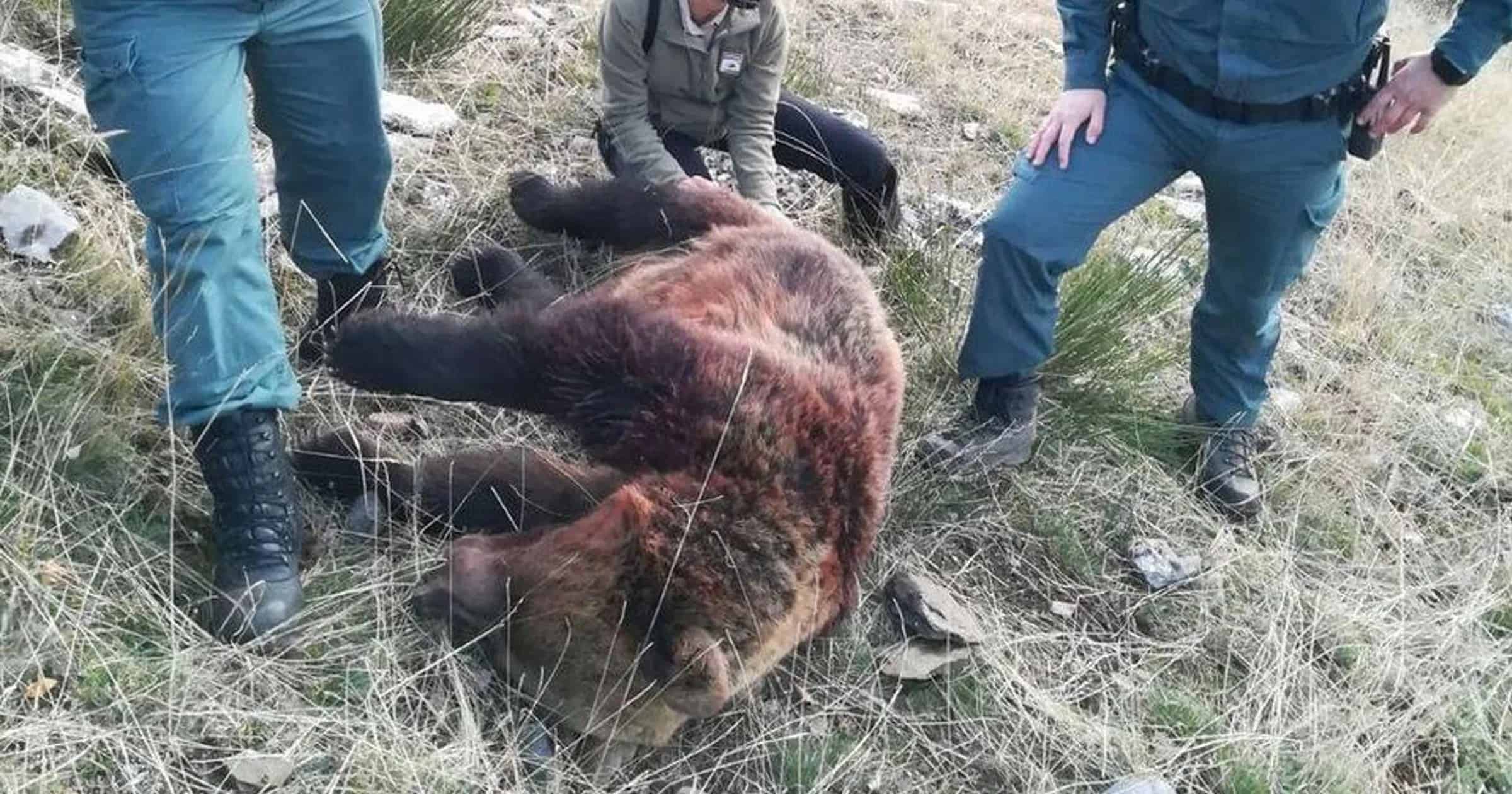 Heartbreak as brown bears are shot dead by hunters in Spain