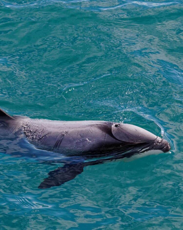 PHOTO: ADOBE STOCK / GARY HECTOR’S DOLPHINS ARE THE SMALLEST DOLPHIN SPECIES IN THE WORLD.