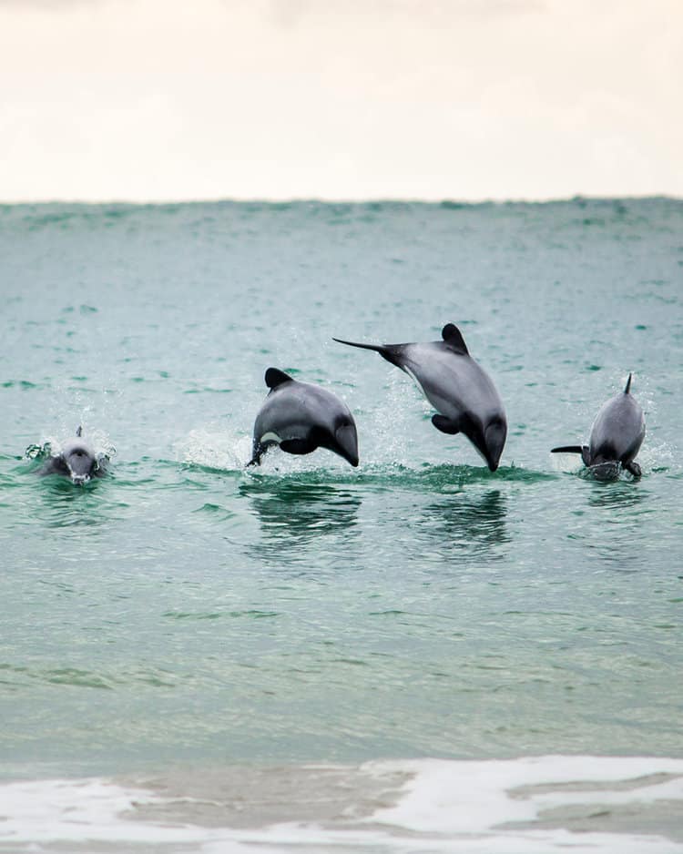 Nur noch etwa 10.000 Hector-Delfine leben in freier Wildbahn vor der Küste der Südinsel Neuseelands. FOTO: ADOBE STOCK / CARMEN