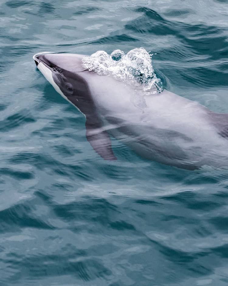 Hector-Delfine bleiben in einem territorialen Bereich von etwas mehr als 32 Meilen und streunen selten weit von zu Hause weg. FOTO: ADOBE STOCK / SHARON JONES