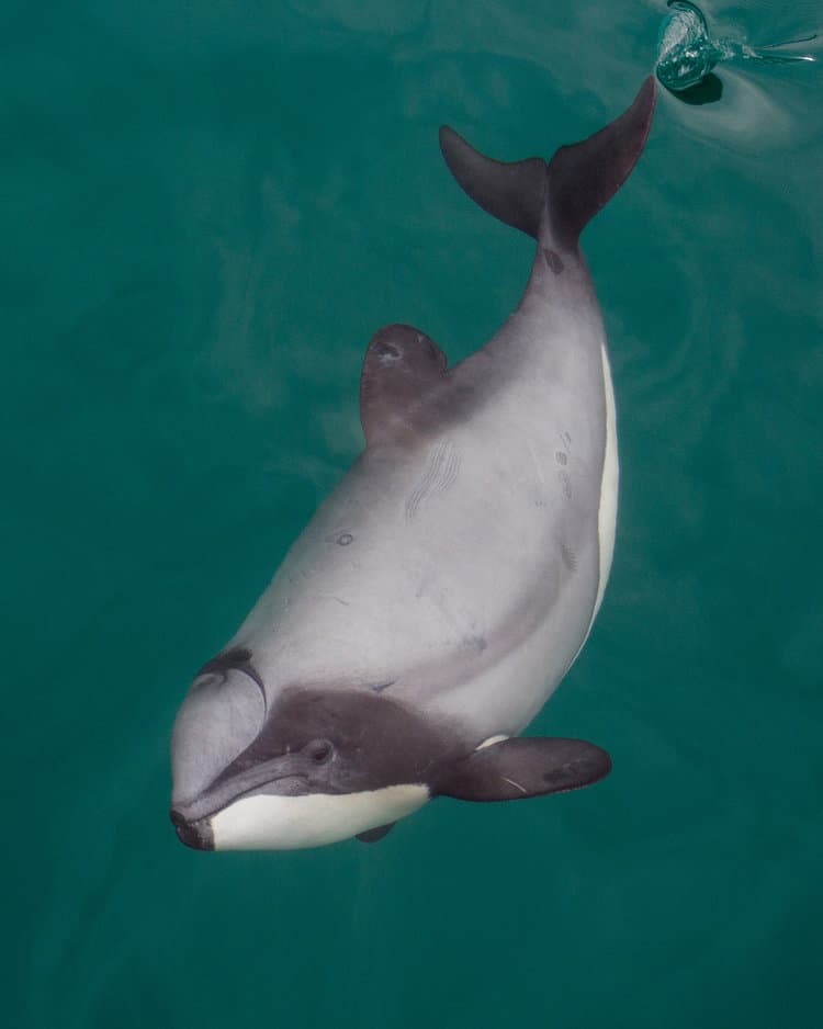 Helfen Sie uns, dem neuseeländischen Premierminister zu sagen, dass er die Hector- und Māui-Delfine schützen soll, bevor es zu spät ist! FOTO: ADOBE STOCK / MARK