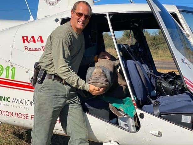 Helicopter airlifts orphaned baby rhinos found next to their slaughtered mothers
