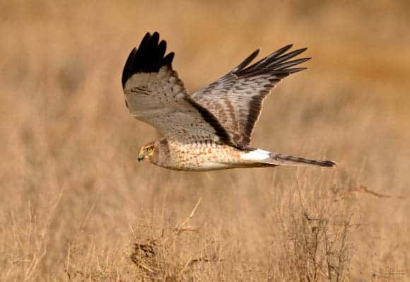 Hen Harrier is Actually Two Different Species