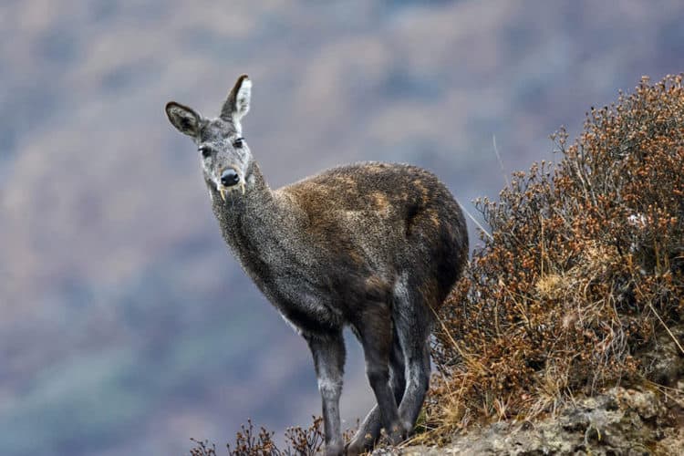 Himalayan musk deer talk to each other through poop, but poachers are also listening