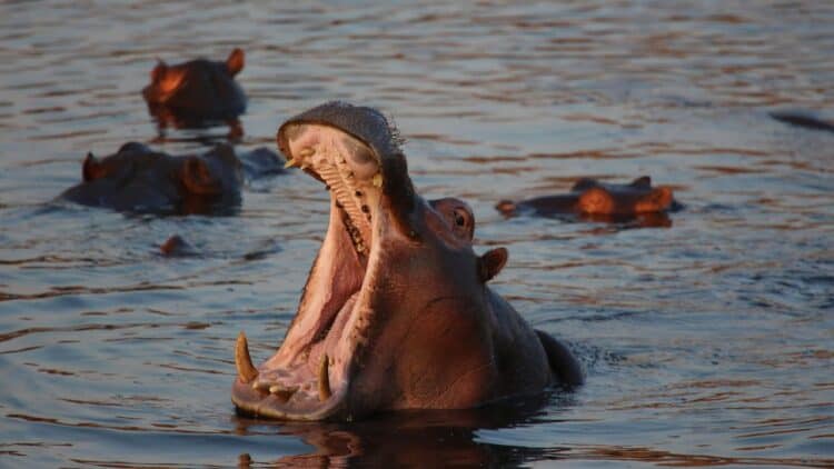 Hippo Swallows 2-Year-Old Boy in Uganda Before Spitting Him Back Out!
